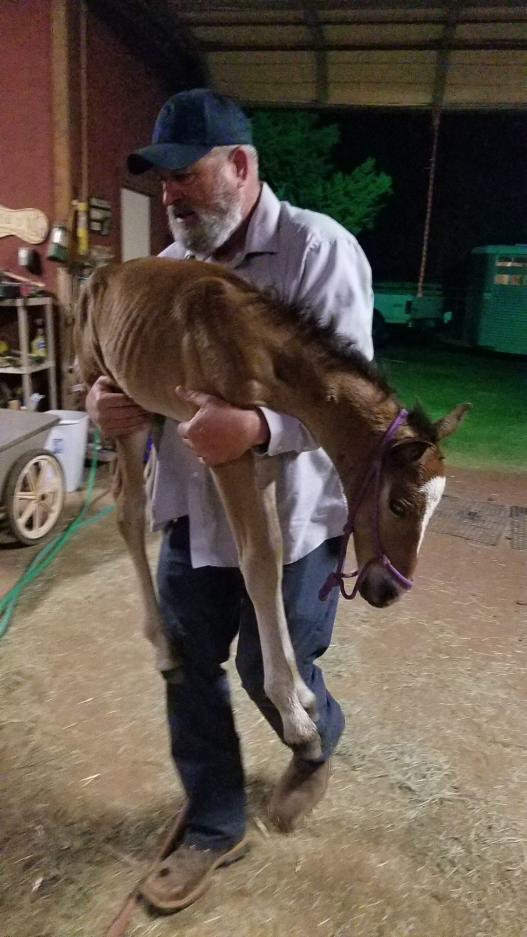 Rescued foal being carried by Larry Griffin